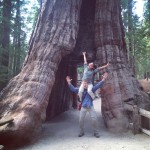 Giant Sequoias