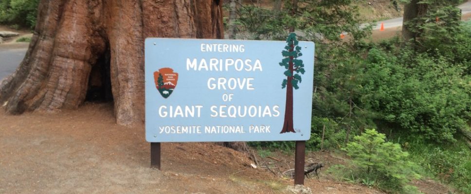Mariposa Grove of Giant Sequoias